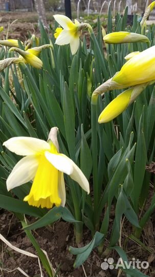 Луковицы нарциссов