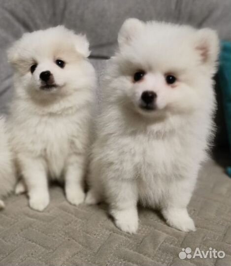 Щенки шпица