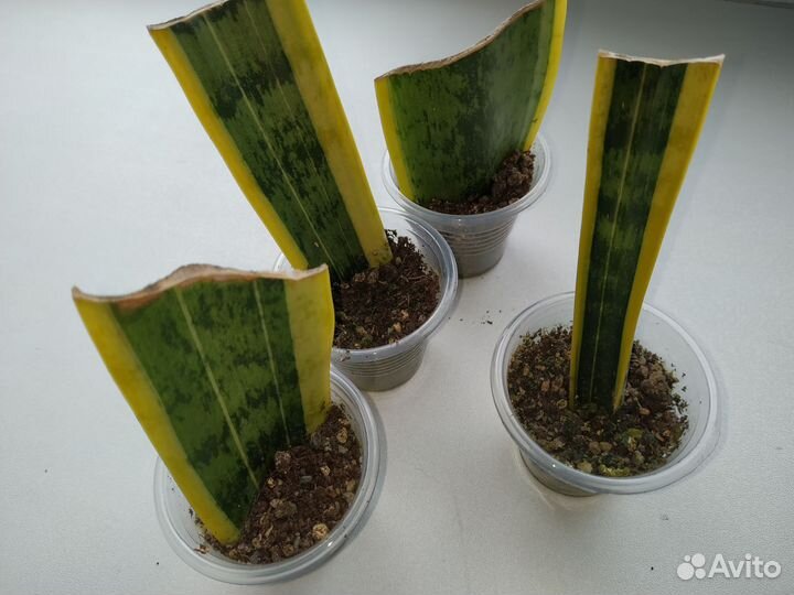 Сансевиерия