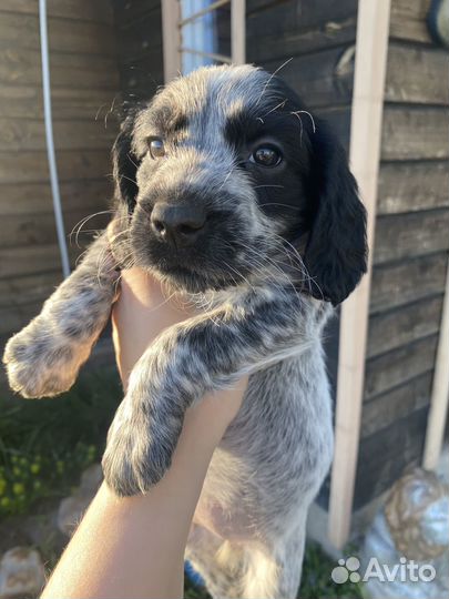 Щенки Русского Охотничьего Спаниеля