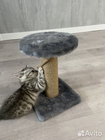 Когтеточка