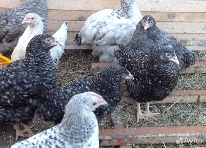 Продам Бройлеров, Кур Несушек, Молодку, Доминант