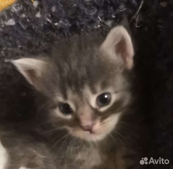 Котейки в добрые руки