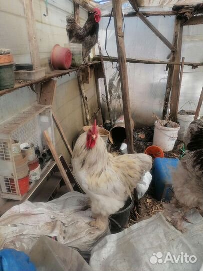 Петух кохинхин