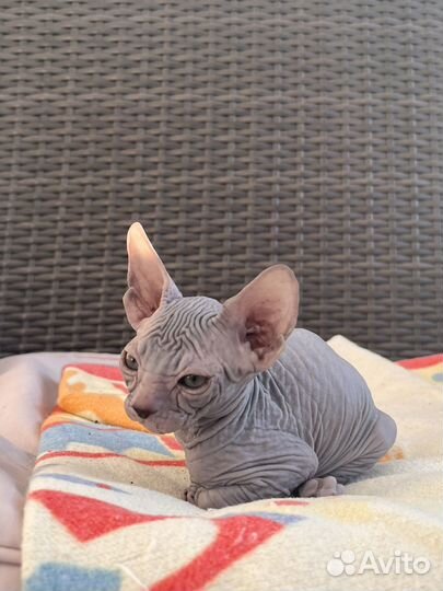 Канадский сфинкс котенок девочка