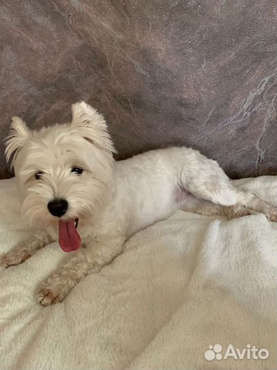 Передержка животных