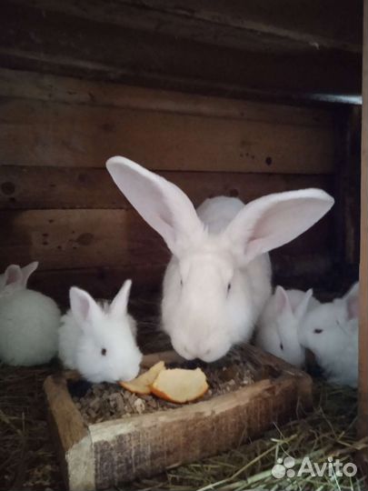 Кролики Белый великан 6,7м