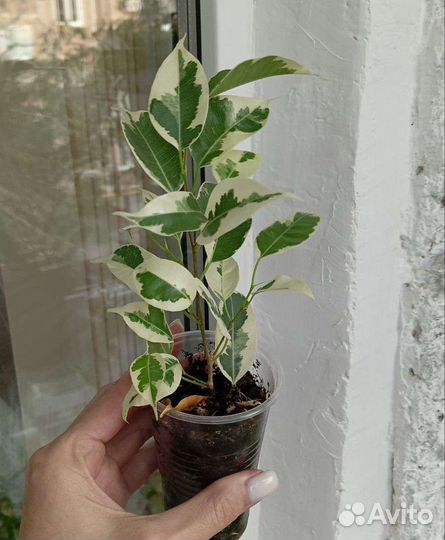 Фикус Бенджамина