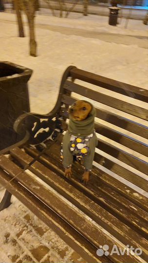 Костюм для собаки