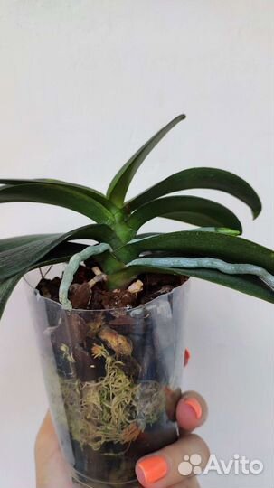 Орхидея фаленопсис