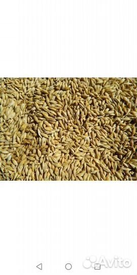Ячмень зерно