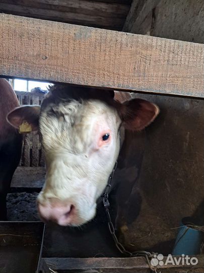 Бык племенной + коровы