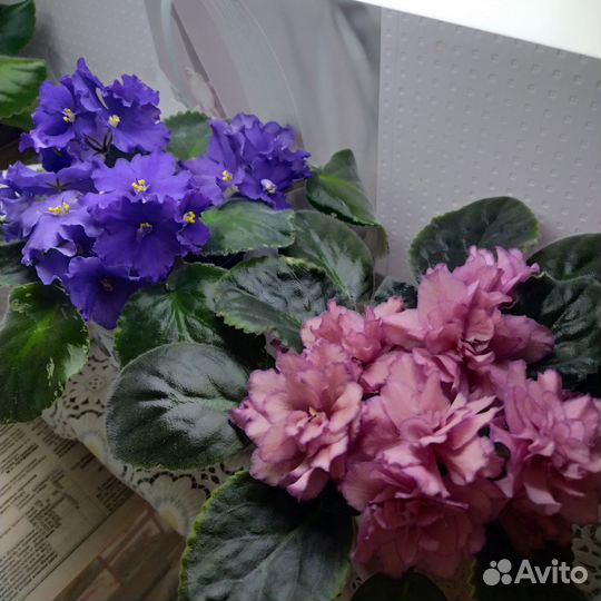 Сортовые фиалки