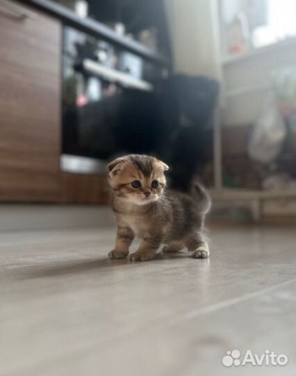 Котята