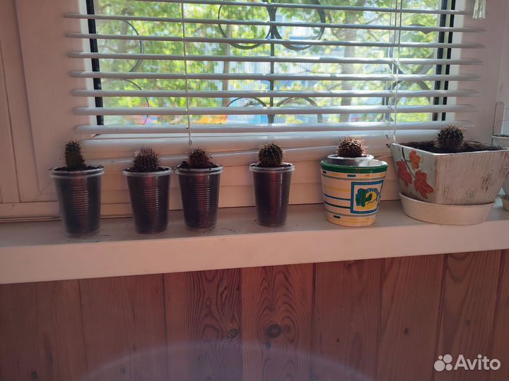 Кактус цветущий