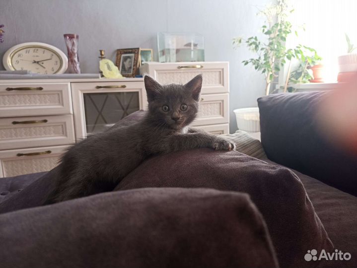 Русская голубая кот