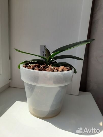 Фаленопсис Leco Fantastic 'Ll045-2'