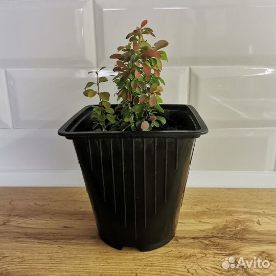 Барбарис карликовый