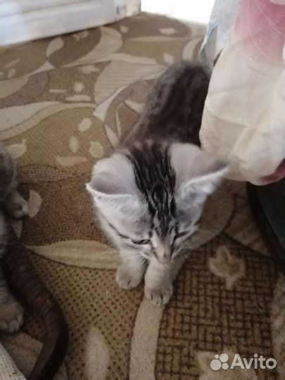 Отдам котят