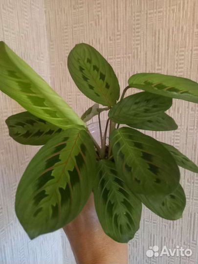 Комнатные цветы