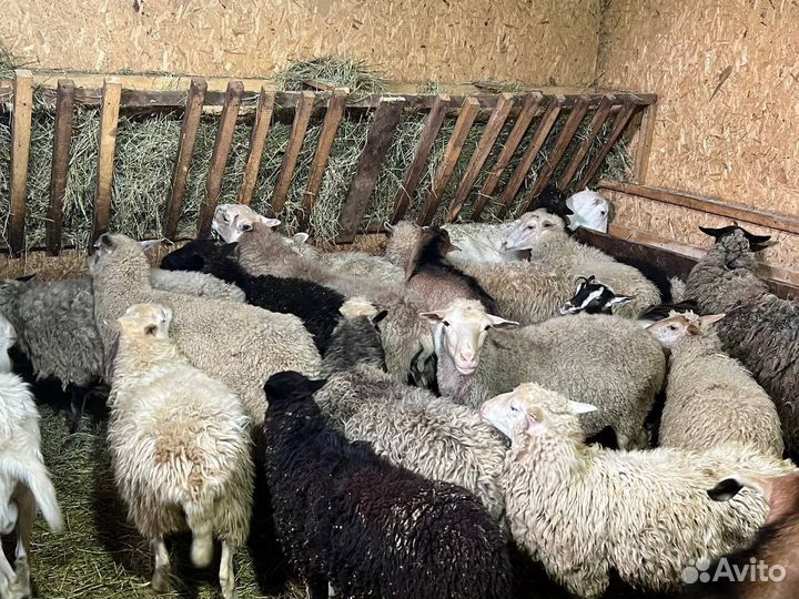 Баранина мясом тушами