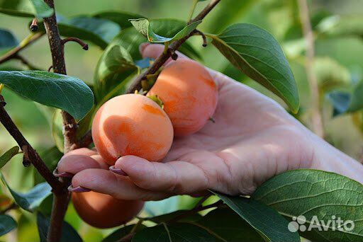 Саженцы хурмы в горшках круглый год