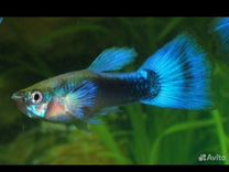 Золотая рыбка зоомагазин. Зоомагазин аквариум. Аквариумные рыбки петербург. Аквариумные рыбки петербург. Океанариум планета нептун санкт-петербург.