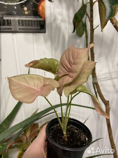 Сингониум неон робуста