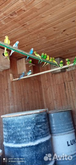 Попугай Розелла и волнистые