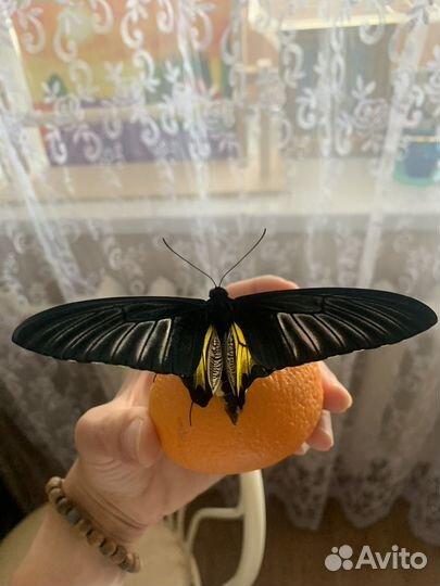 Живые бабочки,ферма