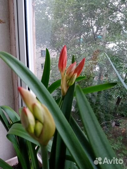 Цветок валотта