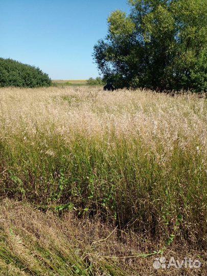 Сено в тюках