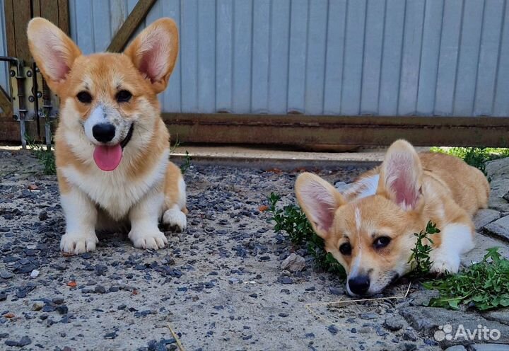 Вельш-корги Пемброк щенки