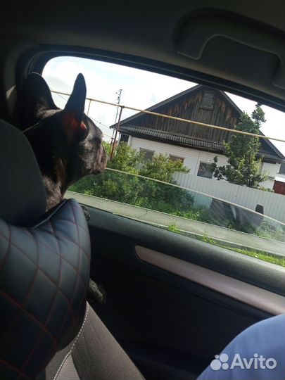 Французский бульдог