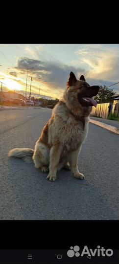 Немецкая овчарка