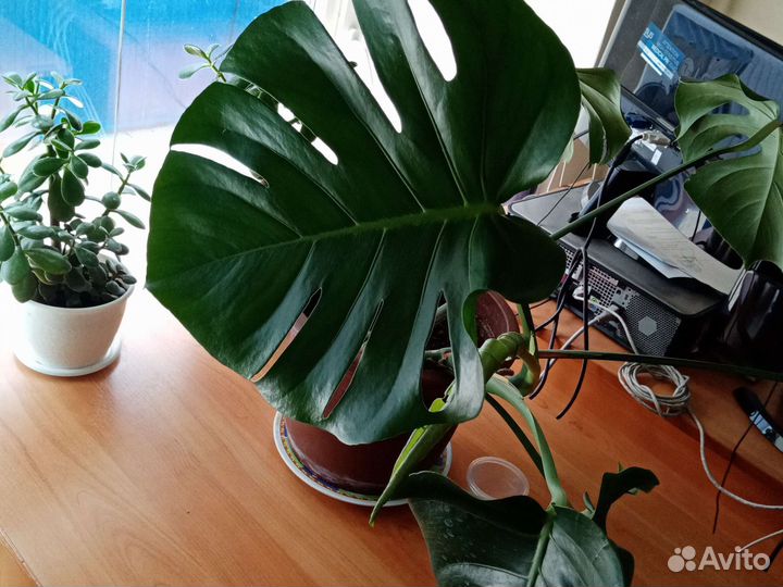 Монстера большая