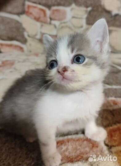 Котята подкидыши в добрые руки