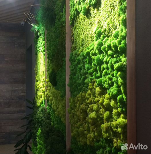 Фитостена и панно из стабилизированного мха