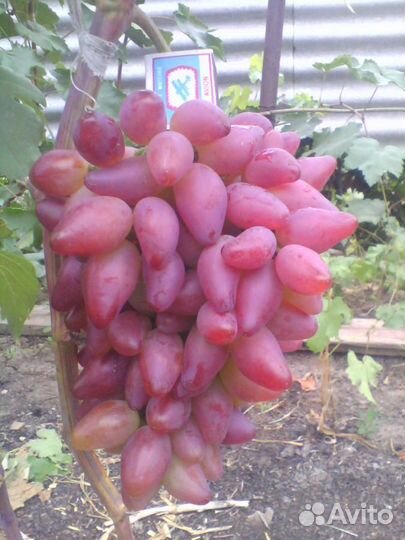 Продам черенки винограда