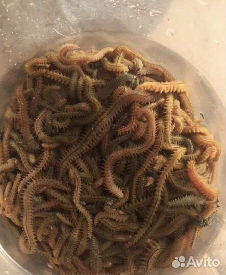 Морской червь нереис