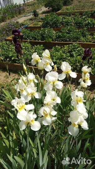 Ирисы бородатые