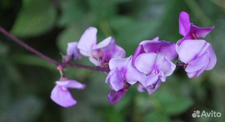 Долихос или вьющаяся сирень