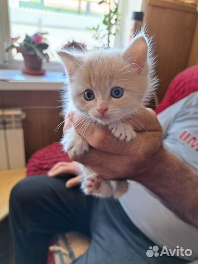 Отдам котят в добрые руки
