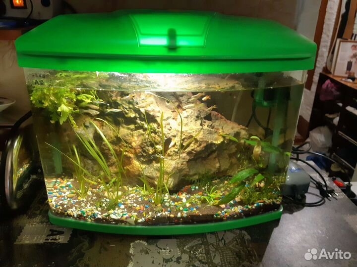 Аквариум с рыбками