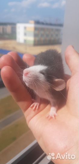 Крыса дамбо с клеткой и кормом