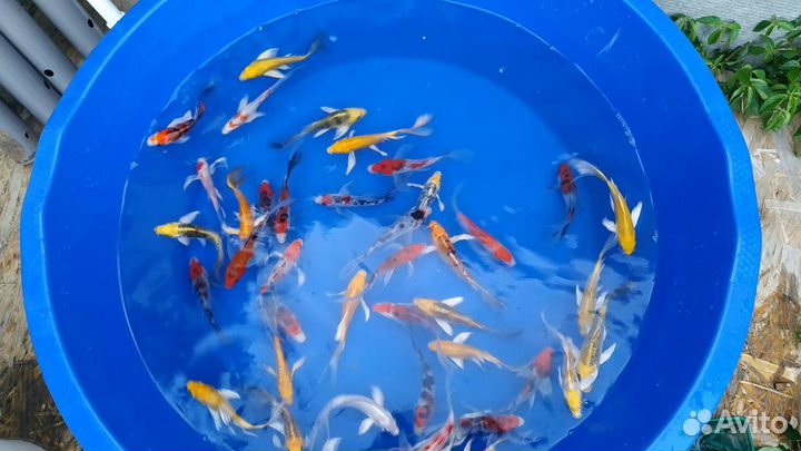 Японский карп кои. Встречаются вуалевые