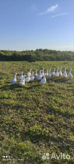 Гусята суточные