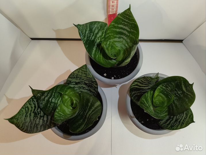 Сансевиерия Ханни Грин Sansevieria Hahnii