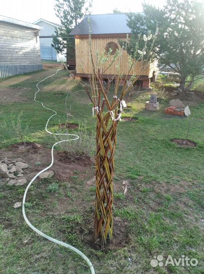 Ива плетеная дерево