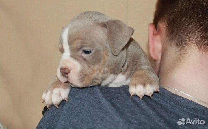 Красавец мужчина